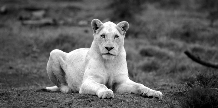 A curious white lion spotted on safari, South Africa
