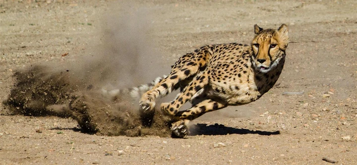 The fastest mammal seen in action, South Africa