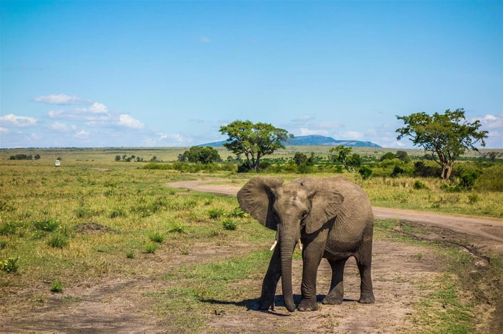 An elephant seen crossing the lush plains, South Africa