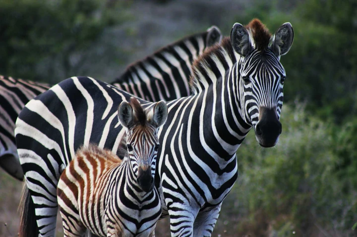 Cebras paseando en la reserva de Amakhala, Sudáfrica