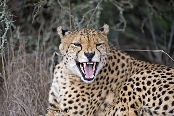 El león, uno de los "Cinco grandes" que puedes encontrar en Amakhala