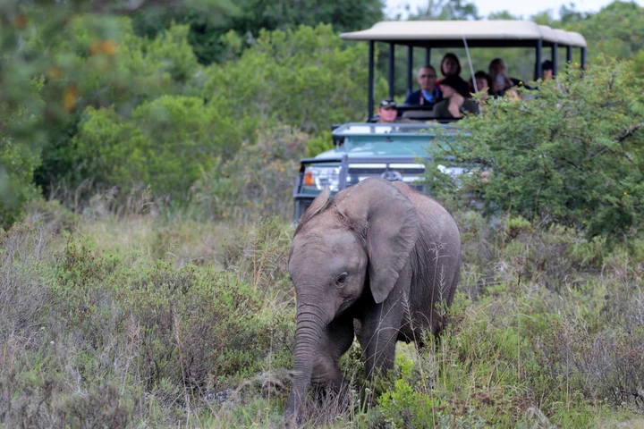 Además de los "Cinco grandes", podrás encontrar muchos más animales en Amakhala