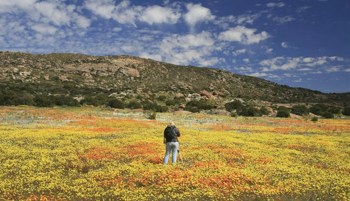Blumenmeer im Namaqualand