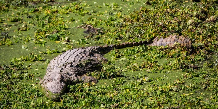 Crocodile repéré dans une rivière du Parc National South Luangwa, Vallée South Luangwa