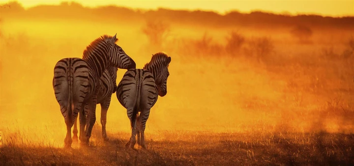 Beautiful zebra spotted on a sunset game drive along the Lower Zambezi