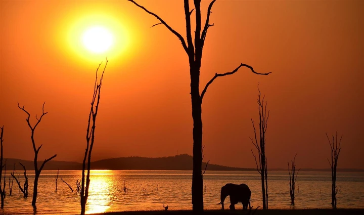 Silhouette of an elephant during sunset over Lake Kariba in Zimbabwe 