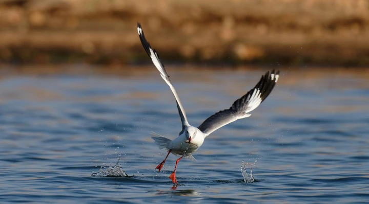 A grey headed gull catching fish in Lake Kariba, Zimbabwe