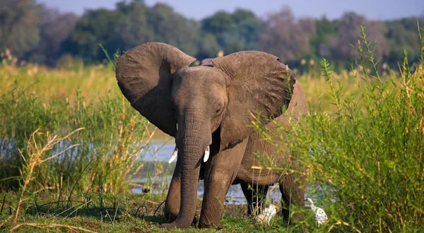 What Kind of Tour is Best for a Zimbabwe Safari?