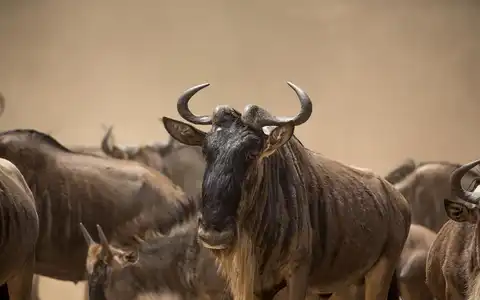 Great Migration & Romantic Tropical Island Package