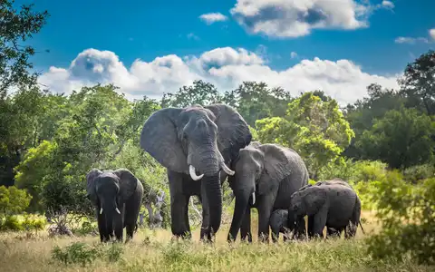 An Unmatched African Safari Destination