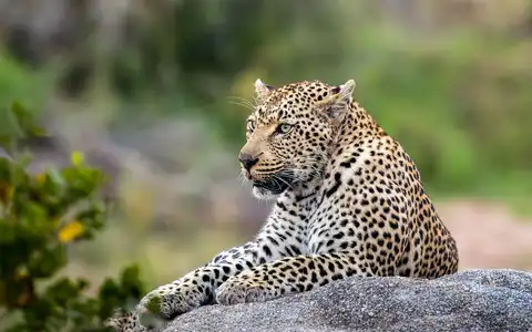 The finest game viewing destination in Africa