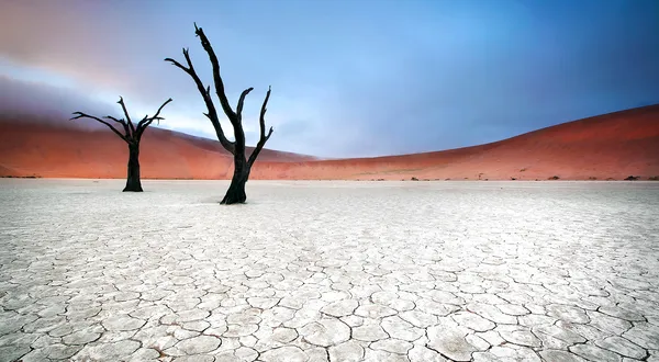 Safaris e itinerarios en Namibia hechos a la medida