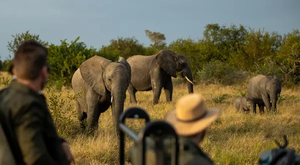 Disfruta de un safari en Sudáfrica y vive un tour en África inolvidable