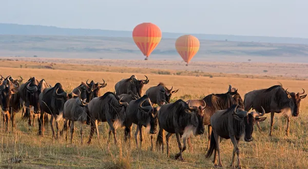  Advice for the Best Tanzania Safari Tours