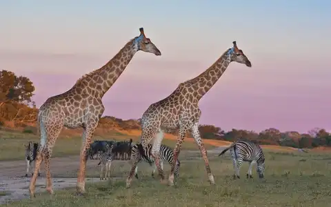 Los safaris entre rutas pintorescas