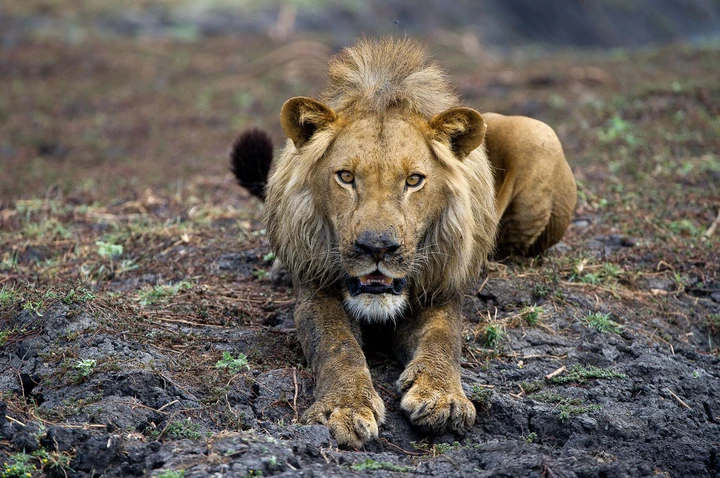 Lion majestueux dans la plaine au soleil levant, Parc National de Kafue