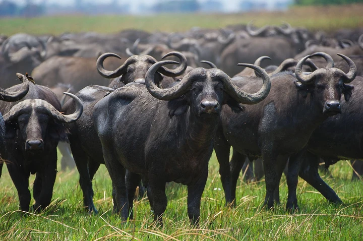 Troupeau de bufles dans les plaines herbeuses de Zambie, Parc National de Kafue