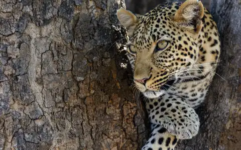 Tanzania's Big 5 Safari and Beach Holiday