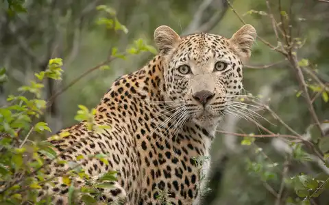 Southern African Luxury Safari & Beach Tour