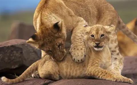 Explore Maasai Mara, Great Migration & Mombasa
