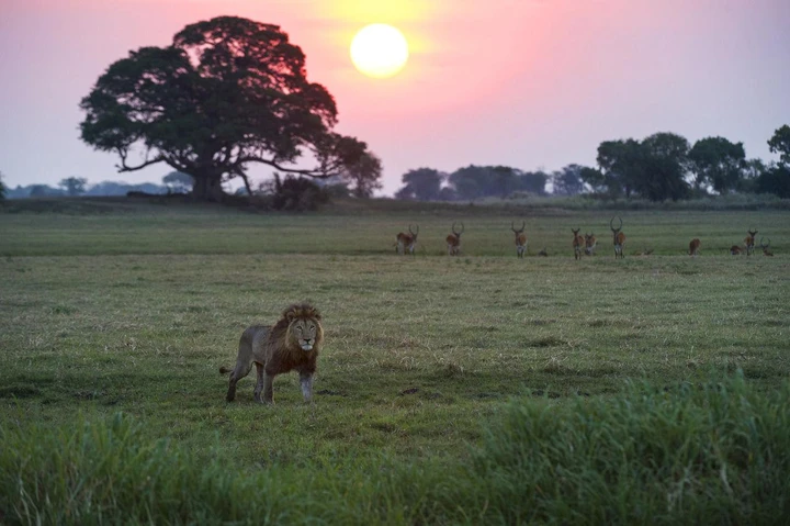 Destination idéale pour découvrir les "Big 5", Parc National de Kafue