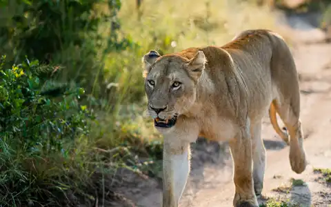 Cape Town, Kruger, Victoria Falls and Botswana Tour