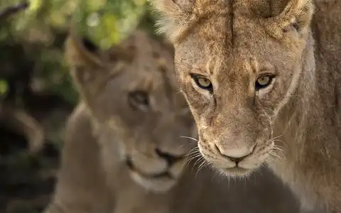 African Legacy, Community and Wildlife Tour