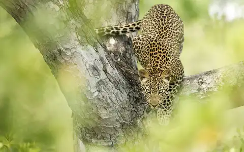 Cape Town, Winelands & Kruger Tour