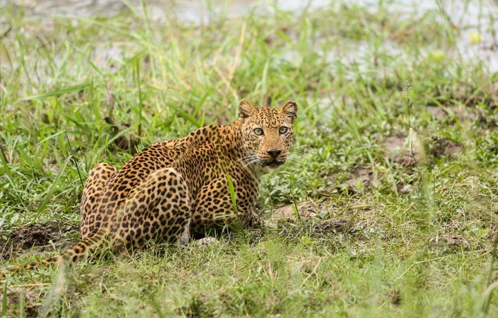 Léopard fixant le photographe en Zambie, Vallée de Luangwa