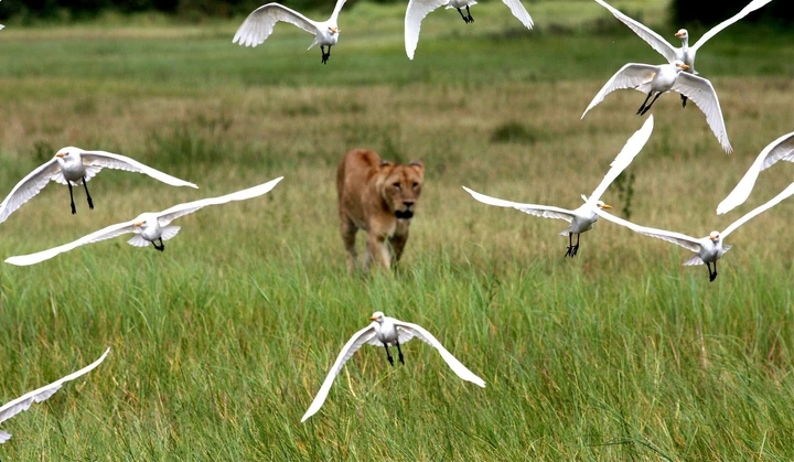 Lionne sauvage au coeur de la brousse, Vallée de Luangwa